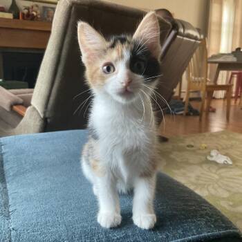 Sakura--In Foster -  Domestic Short Hair Cat for Adoption in Fargo, North Dakota - Sakura--In Foster | PetCurious