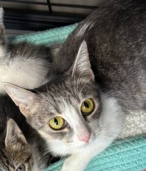 Rescue Domestic Short Hair Cats for Adoption in West Memphis, Arkansas - Avalon | PetCurious