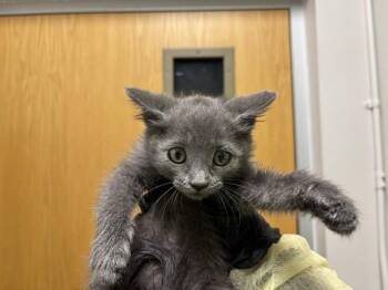 NIMBUS -  Domestic Short Hair Cat for Adoption in Colorado Springs, Colorado - NIMBUS | PetCurious