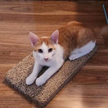 Relish -  Domestic Short Hair Cat for Adoption in Mount Laurel Township, New Jersey - Relish | PetCurious