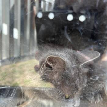 ALICE -  Domestic Short Hair Cat for Adoption in Greensboro, North Carolina - ALICE | PetCurious