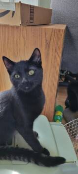 Rescue Domestic Short Hair Cats for Adoption in Grand Rapids, Michigan - Piper | PetCurious