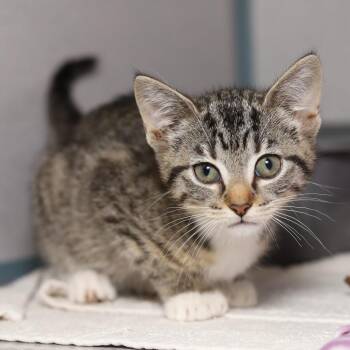 Keons -  Domestic Short Hair Cat for Adoption in Evansville, Indiana - Keons | PetCurious