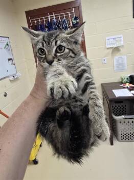 HONEY -  Domestic Short Hair Cat for Adoption in Aliquippa, Pennsylvania - HONEY | PetCurious
