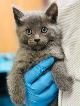 Gucci -  Domestic Long Hair and Domestic Short Hair Cat for Adoption in West Chester, Pennsylvania - Gucci | PetCurious