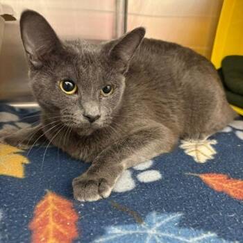 pretzel -  Domestic Short Hair Cat for Adoption in Ottawa, Kansas - Pretzel | PetCurious
