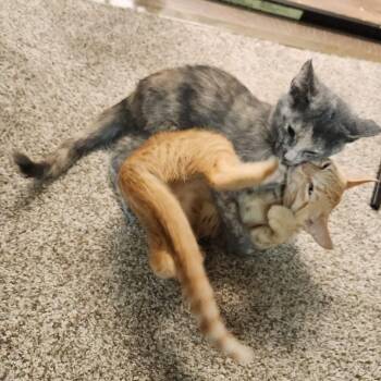 Tempest -  Domestic Short Hair Cat for Adoption in Bismarck, North Dakota - Tempest | PetCurious