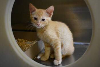Joshua -  Domestic Short Hair Cat for Adoption in Kansas City, Missouri - Joshua | PetCurious