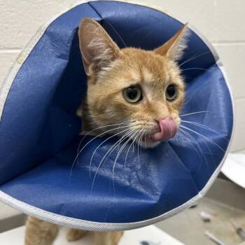 Puma -  Domestic Short Hair Cat for Adoption in Grand Rapids, Michigan - Puma | PetCurious