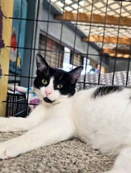 Rescue Domestic Short Hair Cats for Adoption in Chicago, Illinois - Cookie Monster | PetCurious