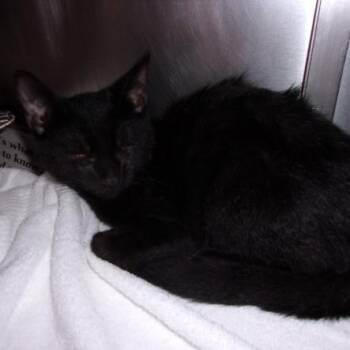 Porthos -  Domestic Short Hair Cat for Adoption in Milton, Florida - Porthos | PetCurious