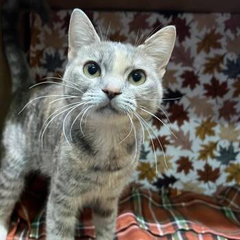 Toffee -  Domestic Short Hair Cat for Adoption - Toffee | PetCurious