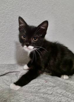 Oreo -  Tuxedo and Domestic Short Hair Cat for Adoption in Pasco, Washington - Oreo | PetCurious