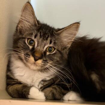 Domestic Medium Hair Cats Available for Adoption in South Burlington, Vermont - Charmaine | PetCurious