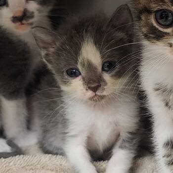 Lydia -  Domestic Medium Hair Cat for Adoption in Evensville, Tennessee - Lydia | PetCurious