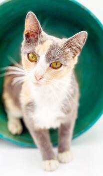 Scrabble is so darn cute and fluffy too - BOBTAIL WOW -  American Bobtail and Calico Cat for Adoption in Bedford Hills, New York - Scrabble Is So Darn Cute And Fluffy Too - BOBTAIL WOW | PetCurious