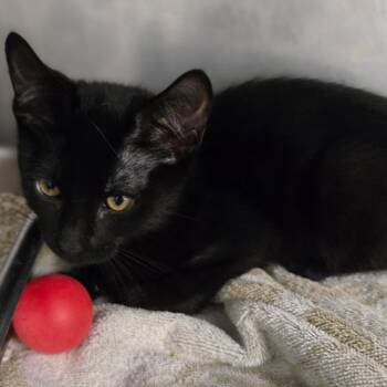 Odie -  Domestic Short Hair Cat for Adoption in San Jacinto, California - Odie | PetCurious