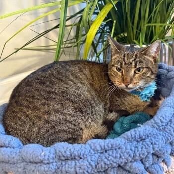 Domestic Short Hair and Tabby Cats Available for Adoption - Buttercup Alvin | PetCurious