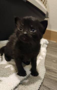 Nisqually -  Domestic Short Hair Cat for Adoption in Silverdale, Washington - Nisqually | PetCurious