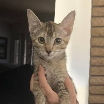 Paisley -  Domestic Short Hair Cat for Adoption in Temecula, California - Paisley | PetCurious