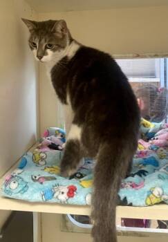 Rescue Domestic Medium Hair and Domestic Short Hair Cats for Adoption in Atlanta, Georgia - Wednesday | PetCurious