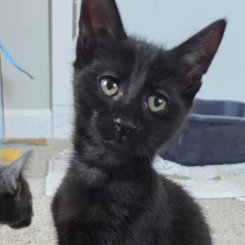 Govy -  Domestic Short Hair Cat for Adoption in Hartville, Ohio - Govy | PetCurious