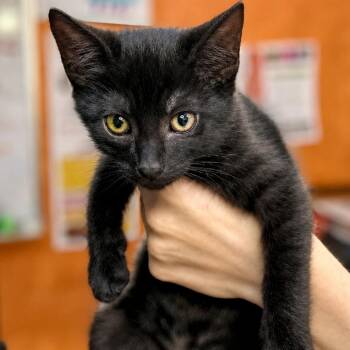 Xylophone 8 -  Domestic Short Hair Cat for Adoption in Austin, Texas - Xylophone 8 | PetCurious
