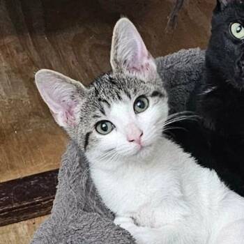 Dice -  Domestic Short Hair Cat for Adoption in San Antonio, Texas - Dice | PetCurious