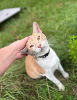 Rescue Manx Cats for Adoption in The Woodlands, Texas - Reed | PetCurious