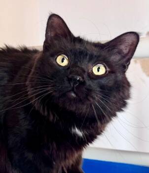 8/8/26 Fione -  Domestic Medium Hair Cat for Adoption in Stillwater, Oklahoma - 8/8/26 Fione | PetCurious