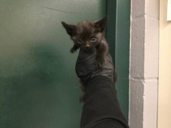 Domestic Short Hair Cats Available for Adoption in Thousand Palms, California - LAA-LAA | PetCurious