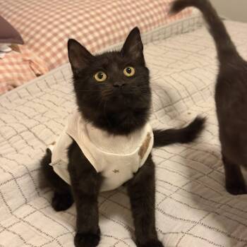 Mitzy -  Domestic Medium Hair Cat for Adoption in Chandler, Arizona - Mitzy | PetCurious