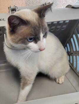 Siamese Cats Available for Adoption in Lawrenceville, Georgia - If-1 | PetCurious