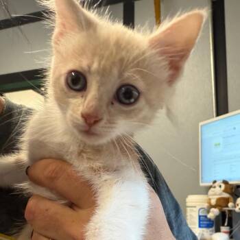 BRAZ-Stray-138012_2 -  Domestic Medium Hair Cat for Adoption in Lake Jackson, Texas - BRAZ-Stray-138012_2 | PetCurious