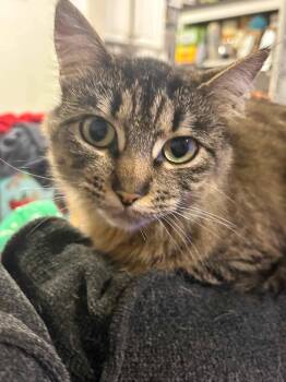 Rescue Domestic Medium Hair Cats for Adoption in Gladstone, Oregon - Lilith | PetCurious