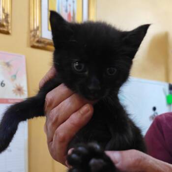 Nini -  Domestic Short Hair Cat for Adoption in New Orleans, Louisiana - Nini | PetCurious