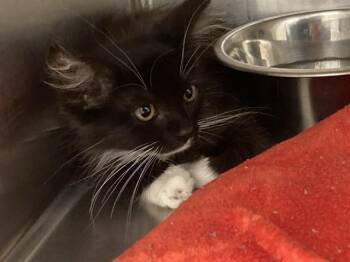 AITANA -  Domestic Short Hair Cat for Adoption in Tustin, California - AITANA | PetCurious