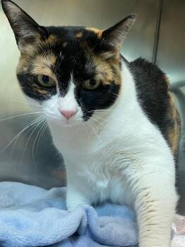 Cali -  Domestic Short Hair Cat for Adoption in Fall River, Massachusetts - Cali | PetCurious