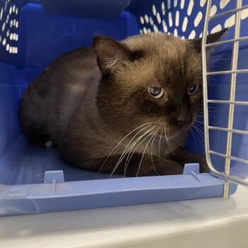 Chaz-C -  Siamese Cat for Adoption in East St. Louis, Illinois - Chaz-C | PetCurious