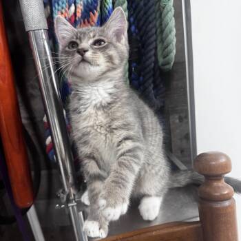Jake -  Domestic Short Hair Cat for Adoption in Pottsville, Pennsylvania - Jake | PetCurious