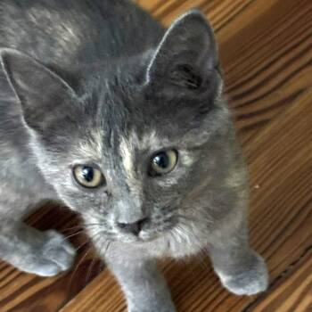 Rescue Domestic Short Hair Cats for Adoption in Winchester, Virginia - Alley Cat | PetCurious