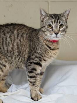 Domestic Short Hair Cats Available for Adoption - Annie | PetCurious