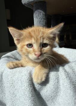 Peanut -  Domestic Medium Hair Cat for Adoption in Ephrata, Washington - Peanut | PetCurious