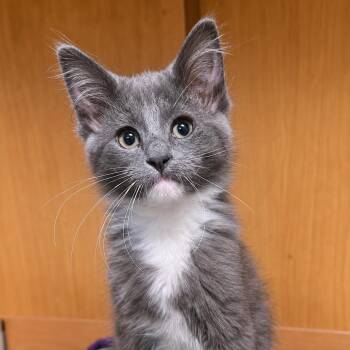 Cyborg -  Domestic Long Hair Cat for Adoption in Pontiac, Michigan - Cyborg | PetCurious