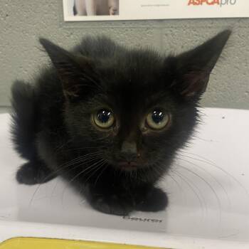 Genesis -  Domestic Short Hair Cat for Adoption in Allentown, Pennsylvania - Genesis | PetCurious
