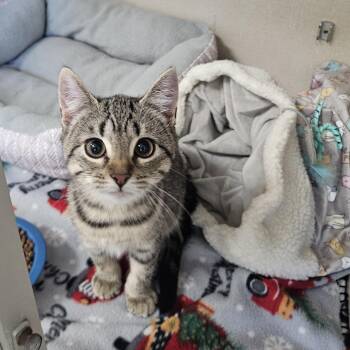 Jasmine -  Domestic Short Hair Cat for Adoption in Conway, New Hampshire - Jasmine | PetCurious