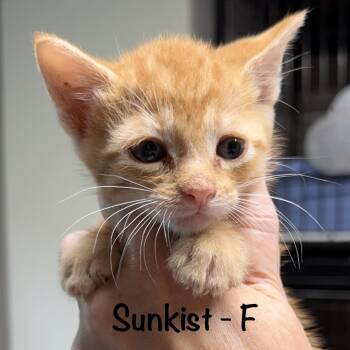 Domestic Short Hair Cats Available for Adoption in Bulverde, Texas - Sunkist | PetCurious