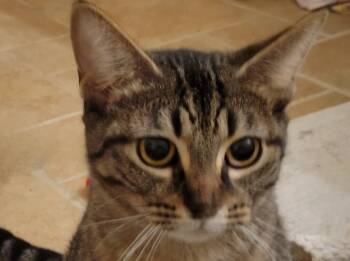 Rescue Tiger Cats for Adoption in Grand Haven, Michigan - Stromboli | PetCurious