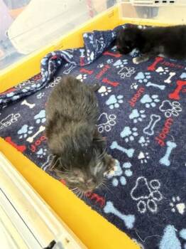 Domestic Short Hair Cats Available for Adoption in El Paso, Texas - Wolfie | PetCurious