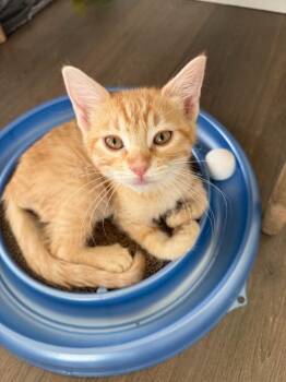 Sheldon Cooper -  Domestic Short Hair Cat for Adoption in Millcreek, Utah - Sheldon Cooper | PetCurious